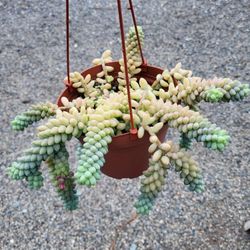 Donkey Tail Plant 6" Pot $8 Each