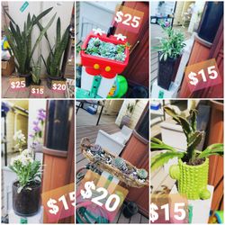 Succulents cactus arrangements