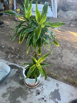 Vendo planta grande