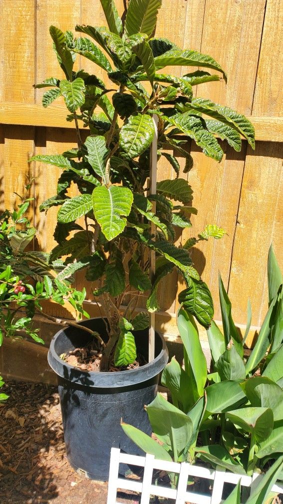 loquat fruit Tree