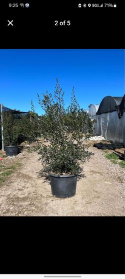 Olive Tree