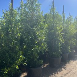 Ficus Nitida 25 Gallon Privacy 