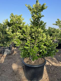 Waxleaf Privet Hedge