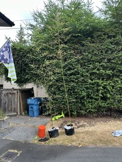 Black Bamboo (clumping)