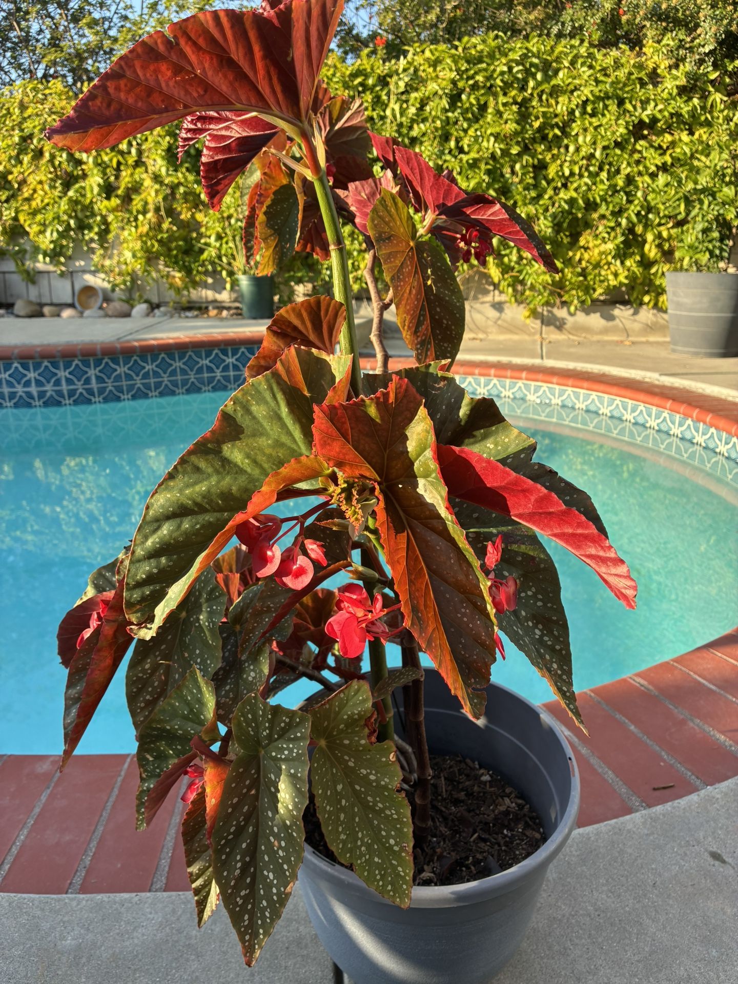 Red Begonia, blooming