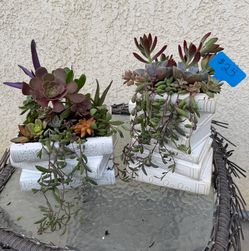 Succulent books planters