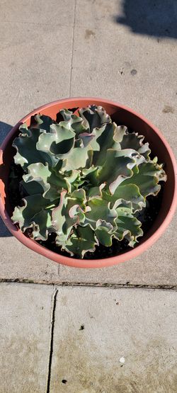 Big Succulent