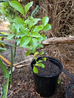 Garden Plant Chery Bush Tree