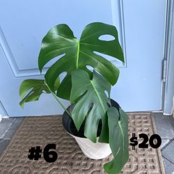Monstera Deliciosa Plants
