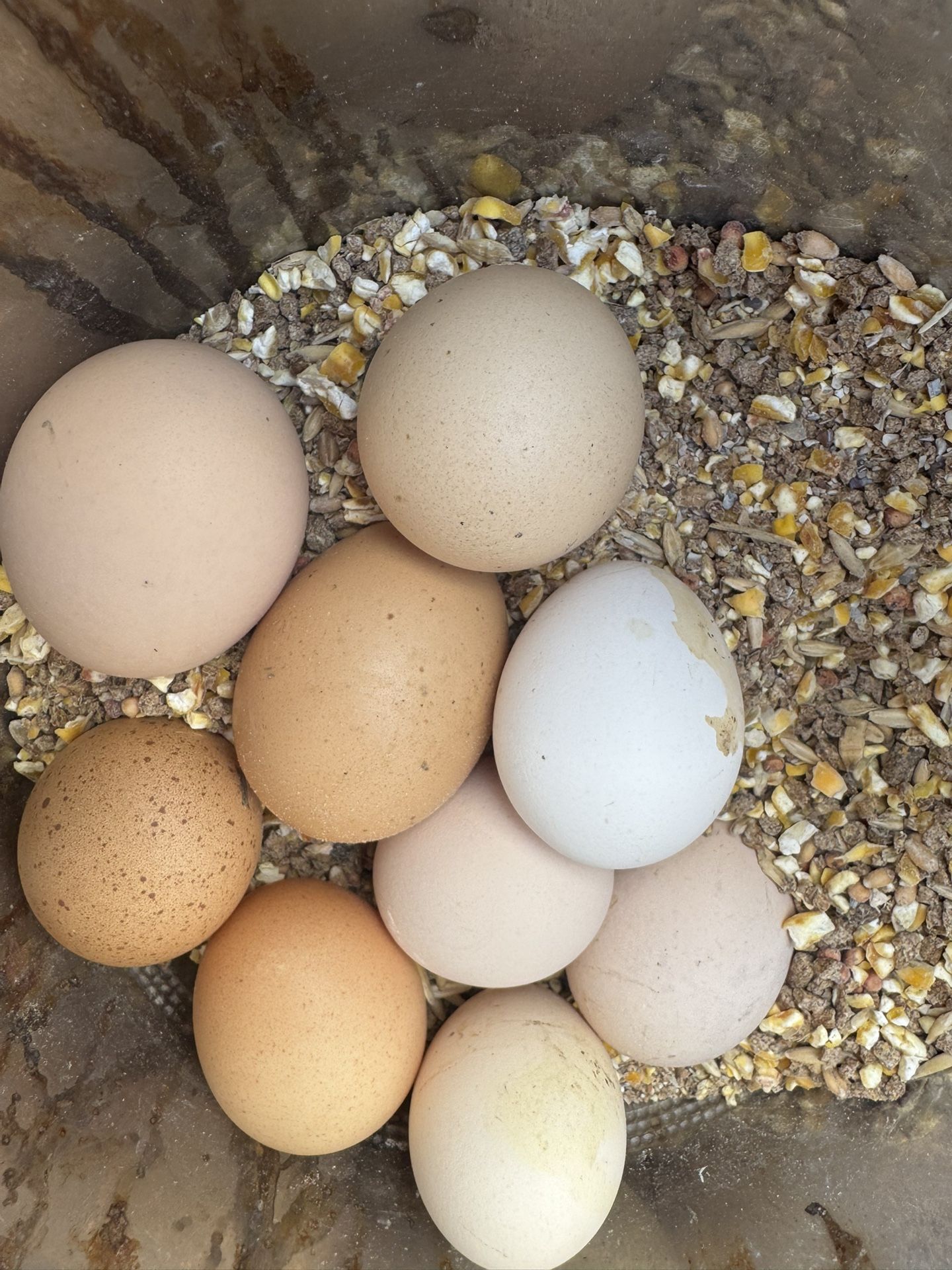 Huevos Criollos 💯 Orgánicos