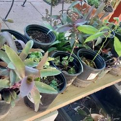 $5 Plants,some Are Diferent Prices.