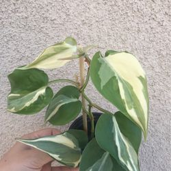 Beautiful Philodendron Rio Sport Plant
