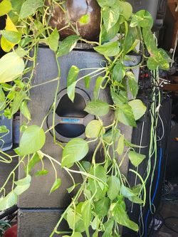 Interior and exterior plants for sale $$$