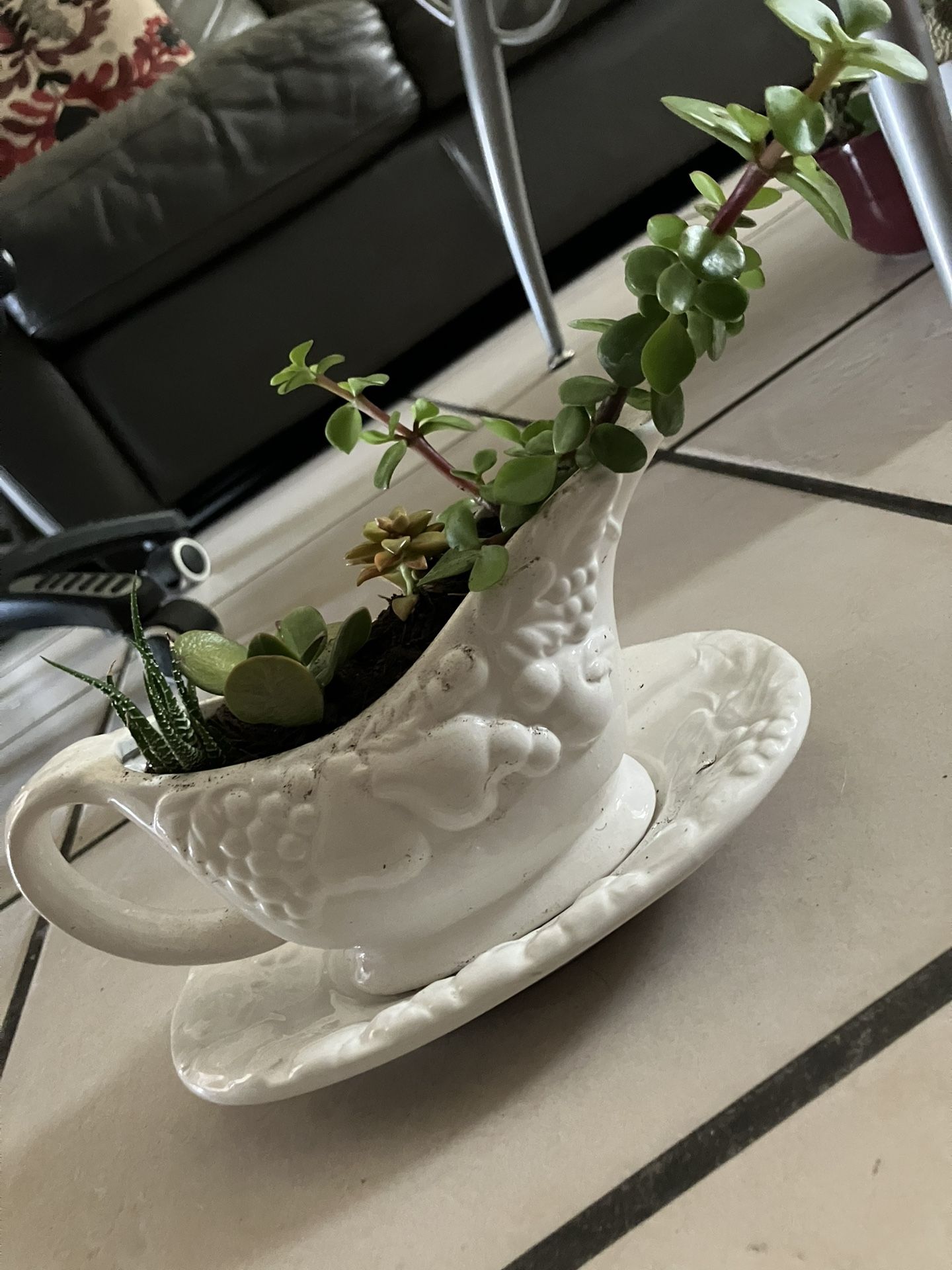 Ceramic Gravy Pot Arrangement of Succulent 