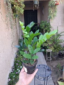 Green Z Z "Zamioculcas Zamiifolia " Plant $18