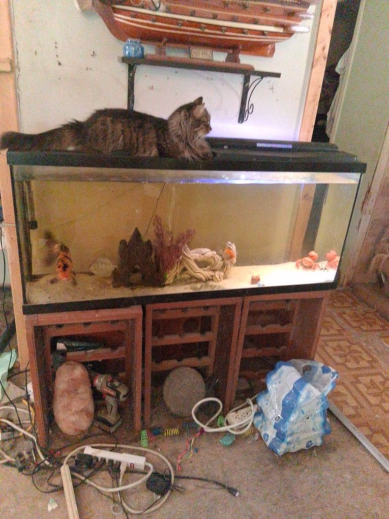 55 Freshwater Aquarium, It's a Unique Wine Holder Holds The Aquarium. Plus Fish Decorations, But Not The Cat On Top,jhaha