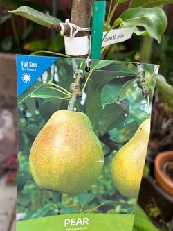 Pear Tree .. having fruit all ready …8 Ft tall ..$85.00 firm
