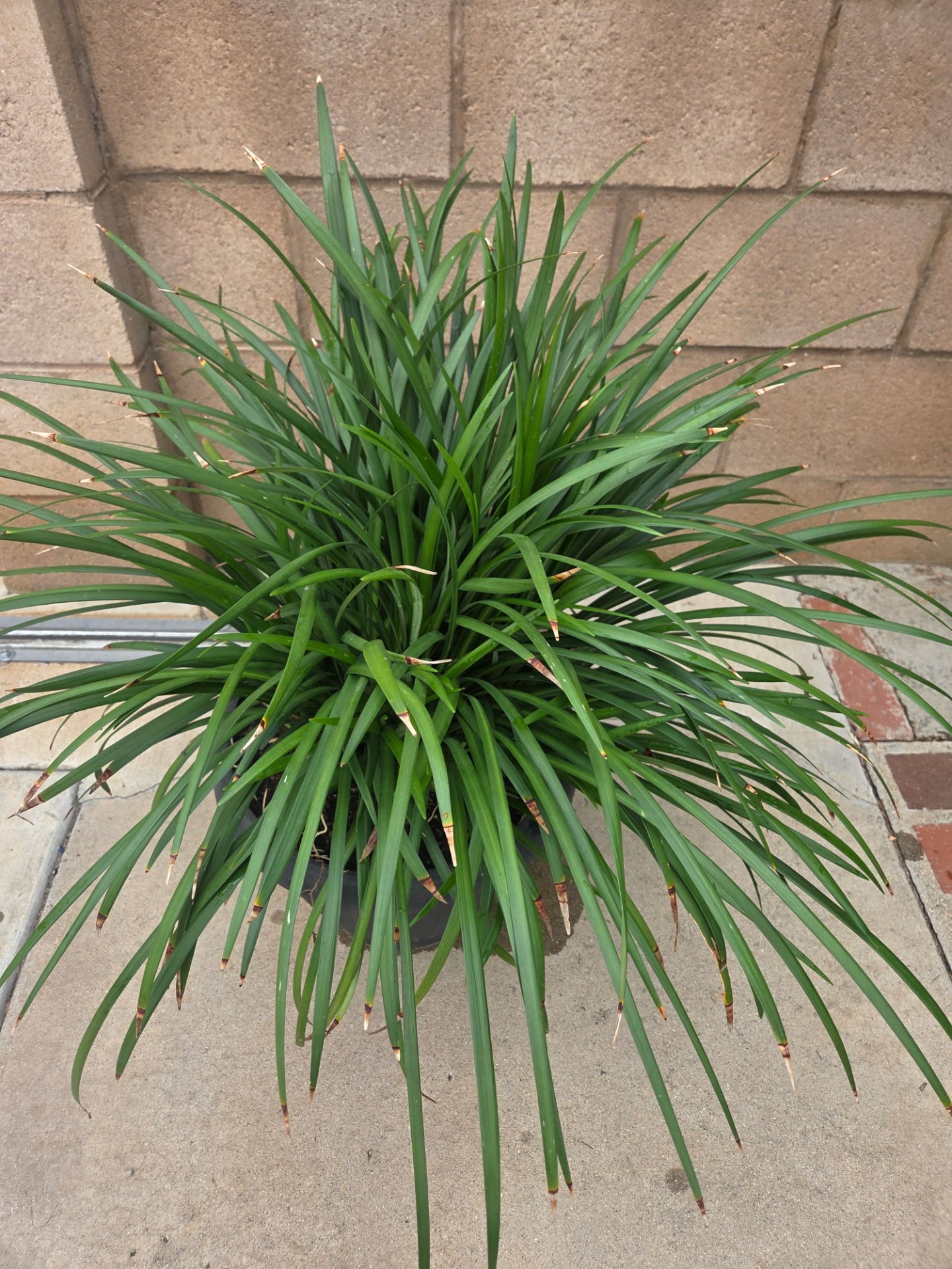 Liriope Plant