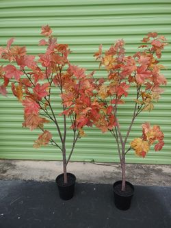 Pair of Fall Thanksgiving Maple Trees