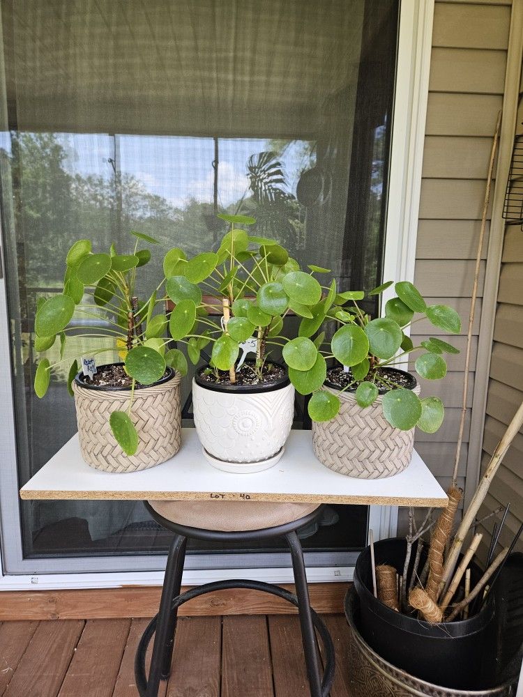 Chinese Money Plants