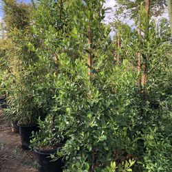 Ficus Nitida , Indian Laurel Ficus Tree, Hollywood Hedge And Privacy 15gal Size 
