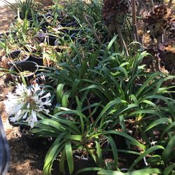 Plants In Somis