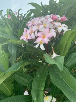 Pink Plumeria Cutting 