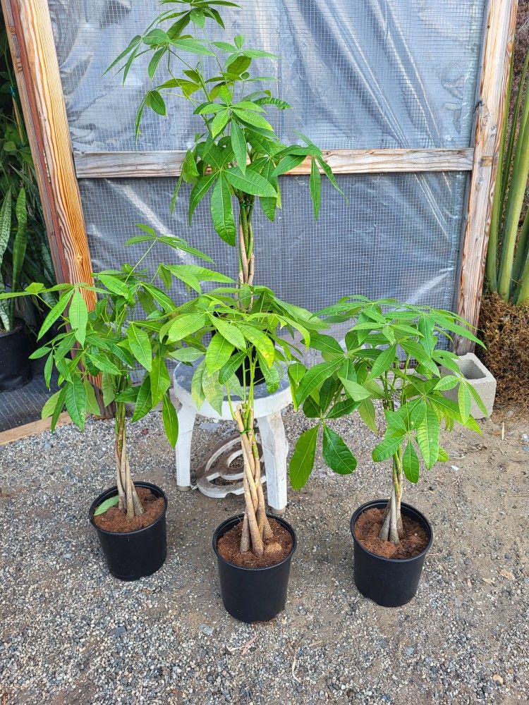 Money Tree Plant 10" Pot $8 Each