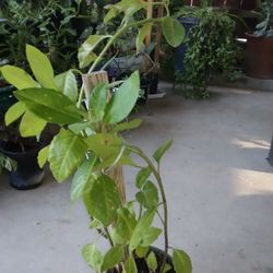 planta de insolina