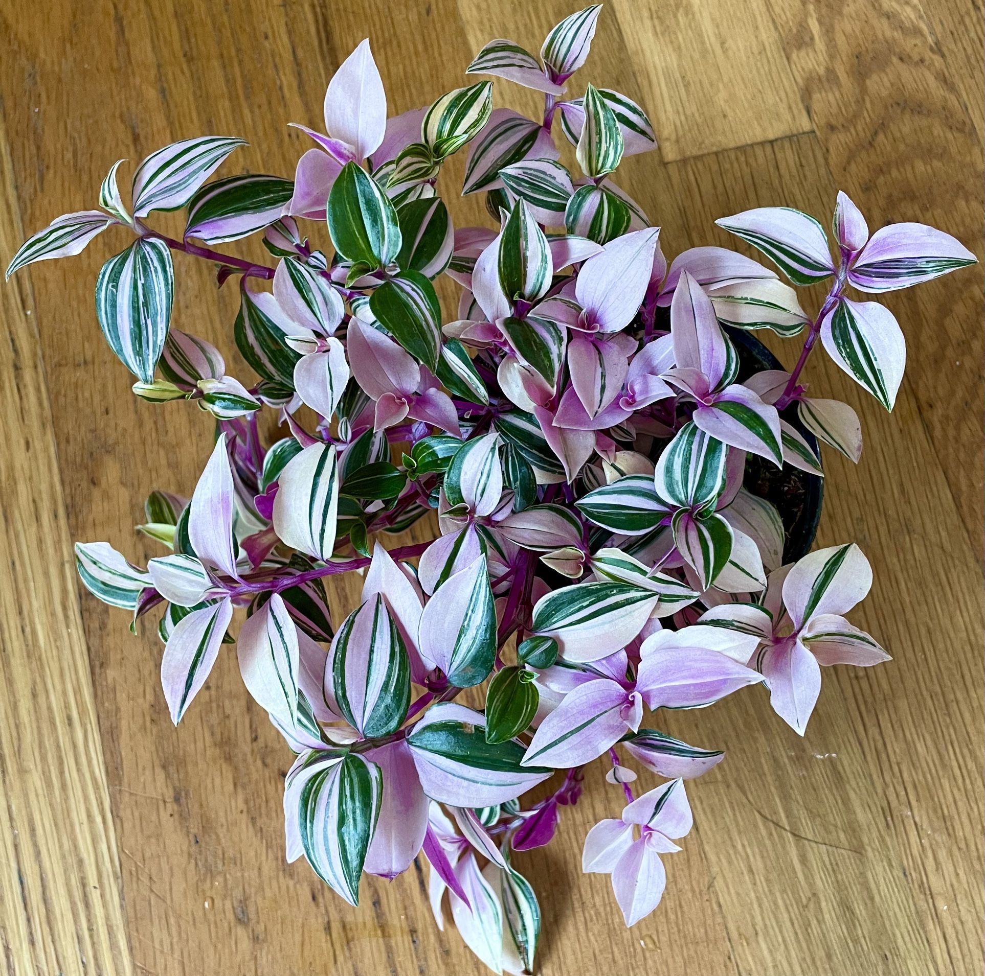 Tradescantia Tricolor Pink Princess Plant / Free Delivery Available 