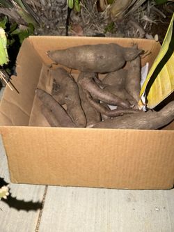 Free purple yam setts (PQ)