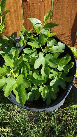 Fig plant brown turkey