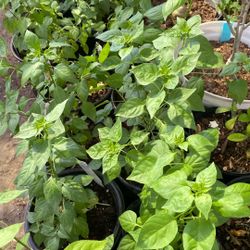 Chiles Chiltepin $10 Cada Uno