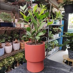 $15 Each One Indoor Plant