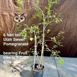 Healthy Pomegranate Fruit Tree for Planting 