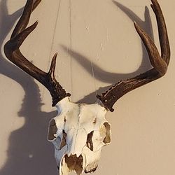 Deer Skull