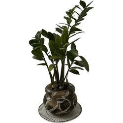 Potted ZZ Plant