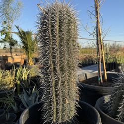 Saguaros
