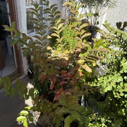 ♥️Lavender crepe myrtle tree in 12” pot♥️