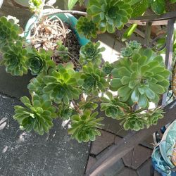 Succulent