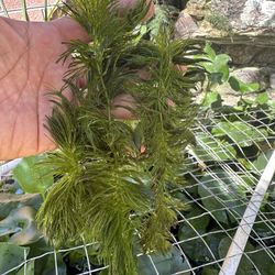 Hornwort aquatic Plant For Indoor And Pond