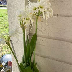 Beautiful Plants $20/1 