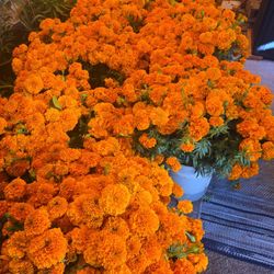 Cempasúchil.  Flor De Muerto. Halloween Flowers.  marigolds for sale