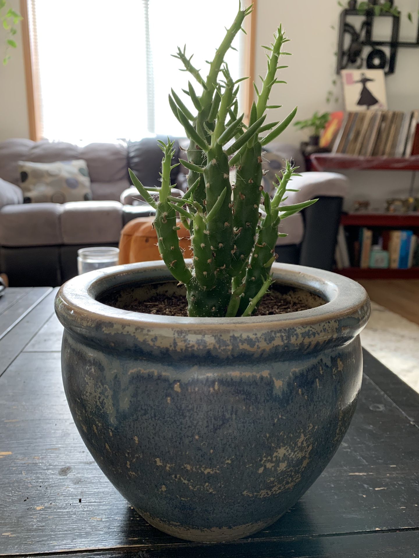 Cactus + pot