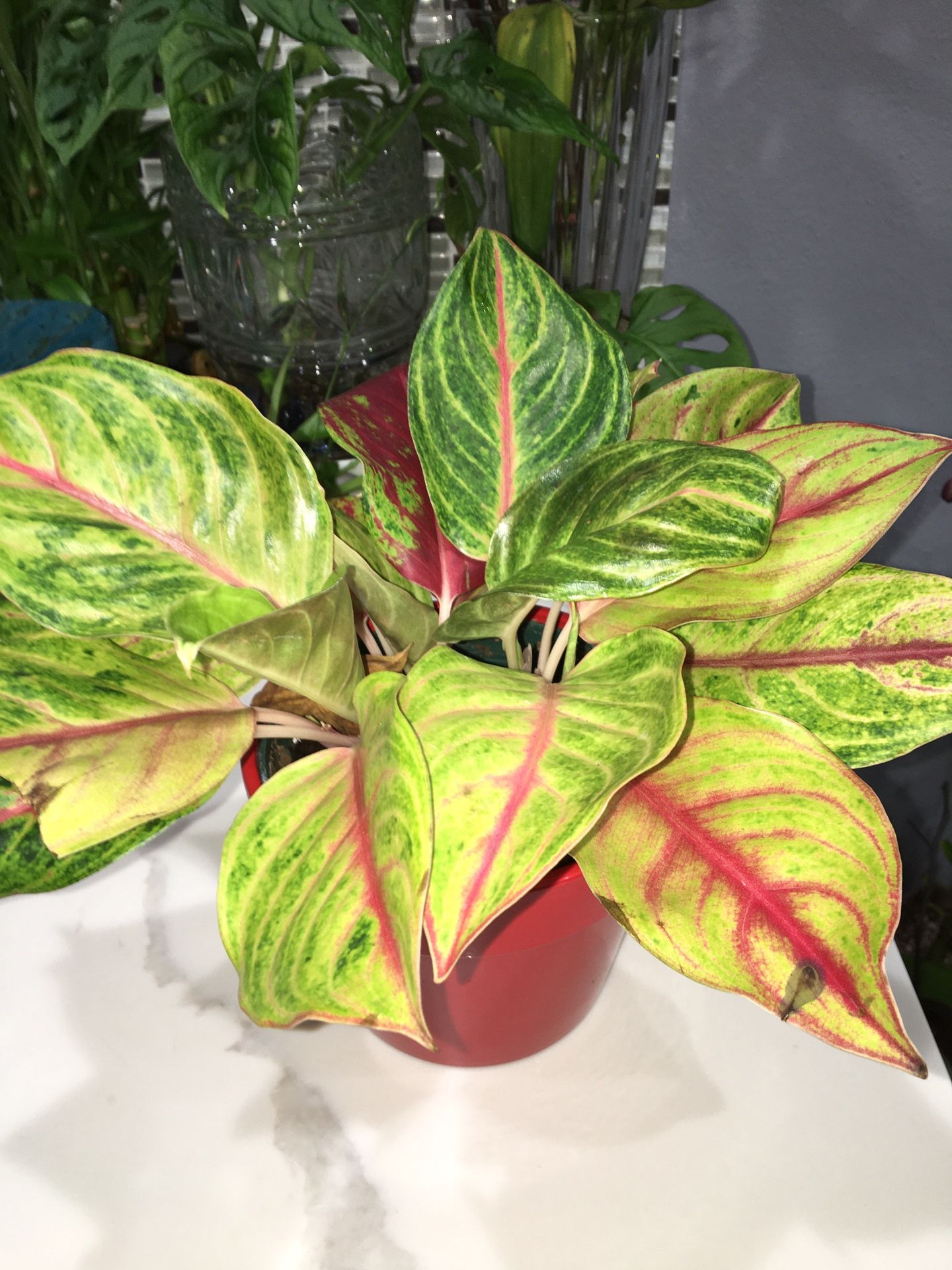 AGLAONEMA - VARIEGATED, IN 6 INCHES POT WITH RED CERAMIC POT