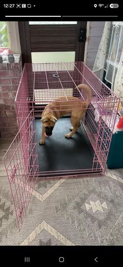 Kennel