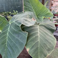 HERMOSAS PLANTAS NATURALES “OREJAS DE ELEFANTE PLANT 