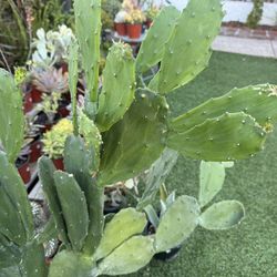 Spineless Prickly Pear Cactus In 5 Gallon Pot 