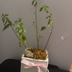 Small Plant With Base