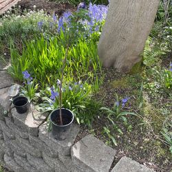 Royal Purple Raspberry Start 